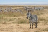 Распространение. Сферой обитания зебры Греви являются засушливые саванны Восточной Африки в Кении, Эфиопии и Сомали
