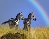 Зебры - добрые и ласковые животные